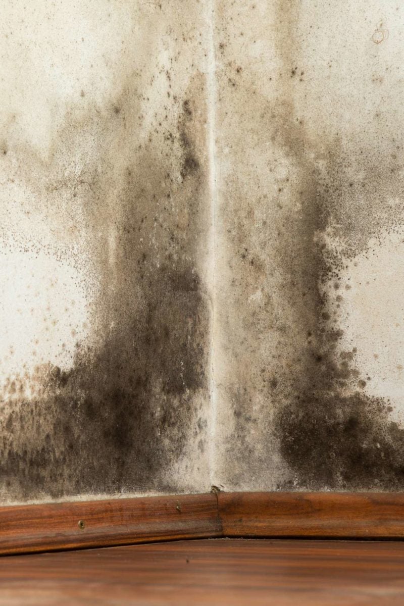 Black Mold Exposure Symptoms Treatment And Prevention