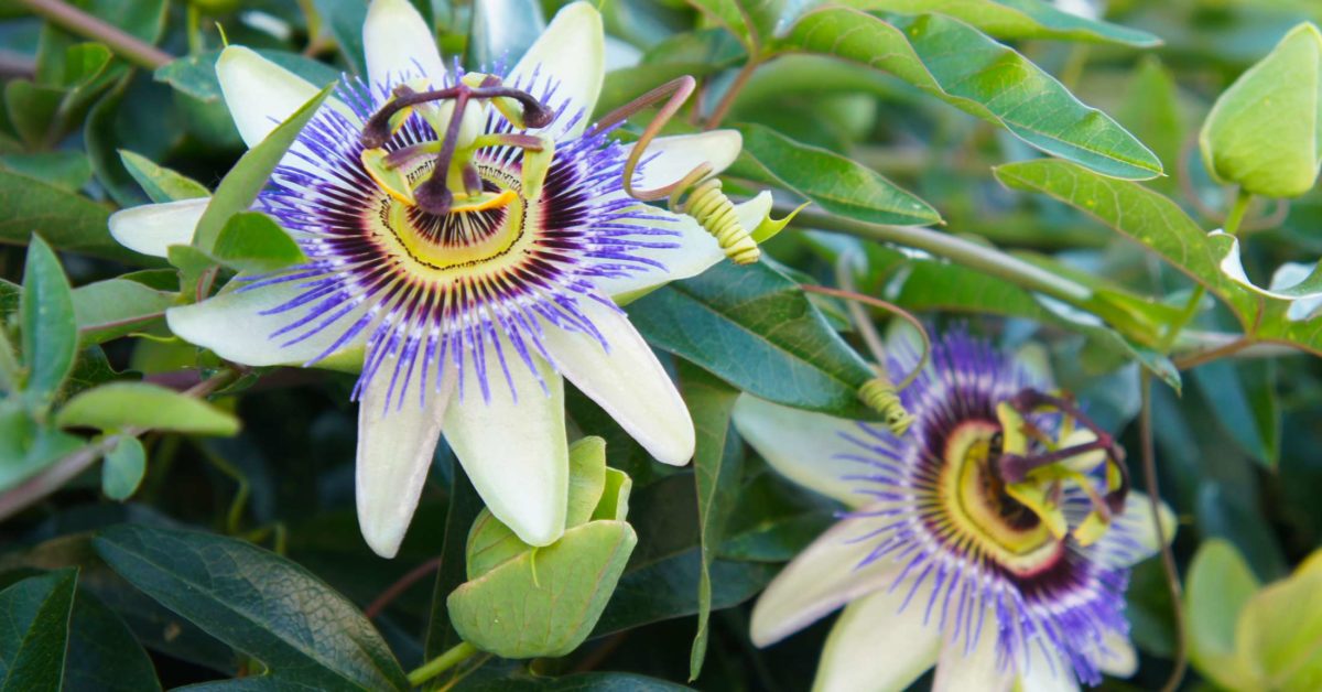 Passionflower For Anxiety And Sleep Benefits And Side Effects