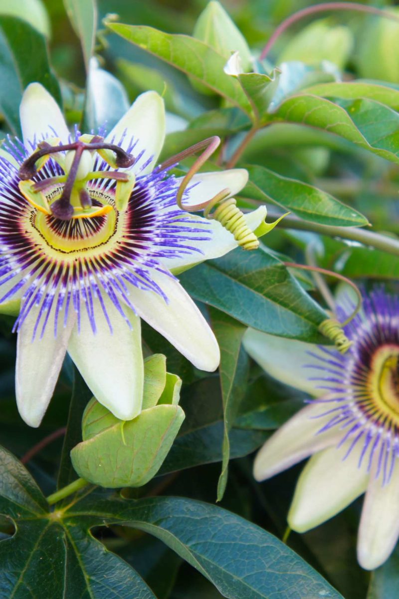 Passionflower For Anxiety And Sleep Benefits And Side Effects