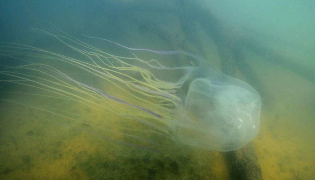 Designing an antidote for world's most venomous jellyfish