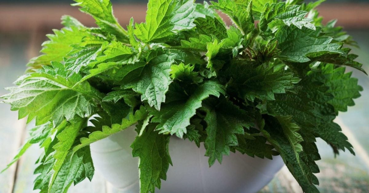 Stinging nettle Benefits, side effects, and how to use it