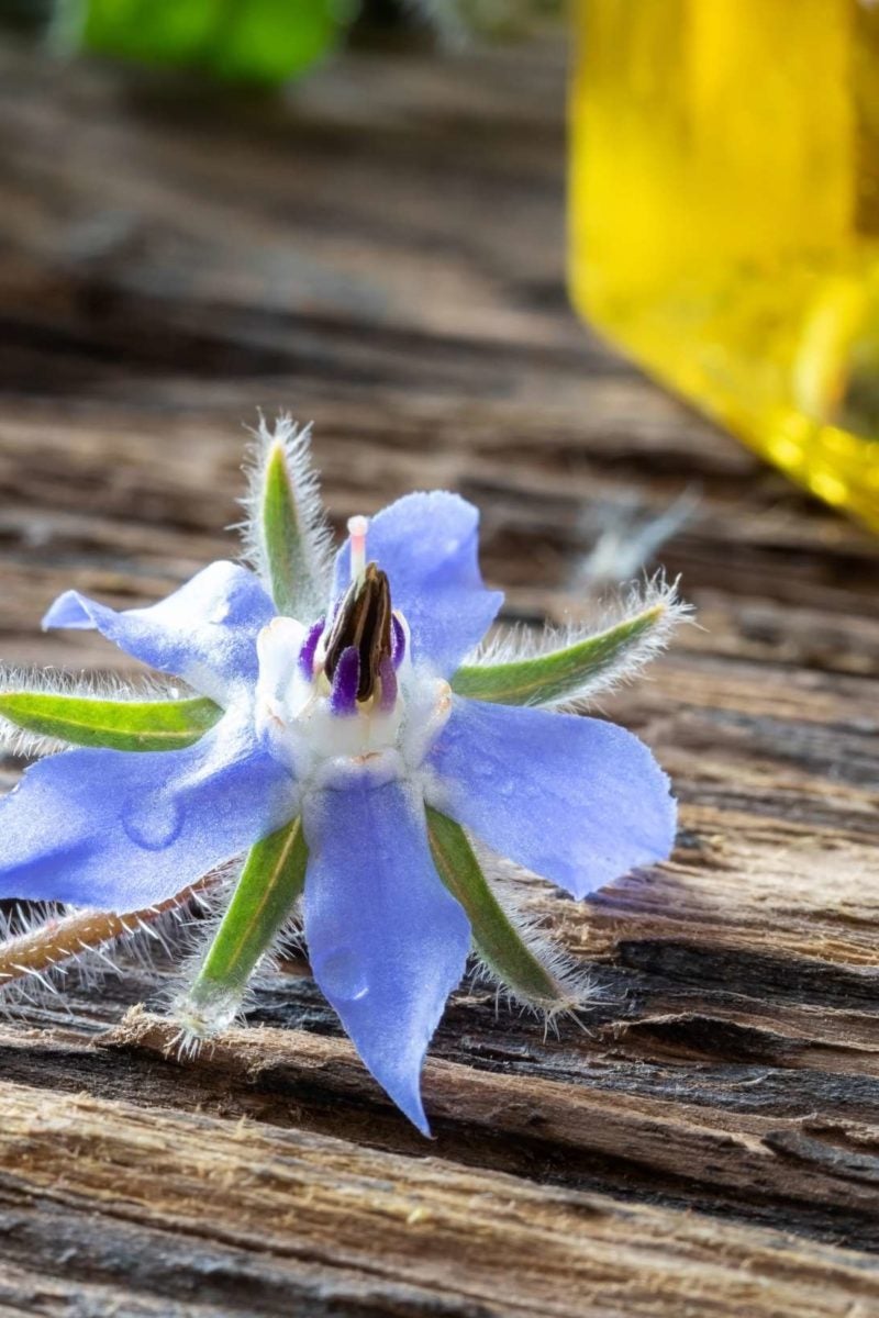 Get This Report on When To Sow Borage Seeds