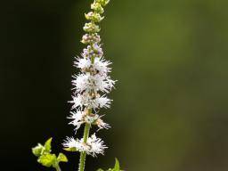 What Is Black Cohosh