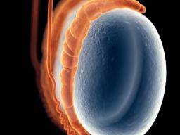 Gonorrhea Symptoms Treatment And Causes