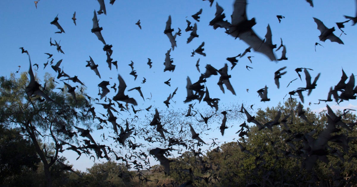 Bat survey identifies six new coronaviruses