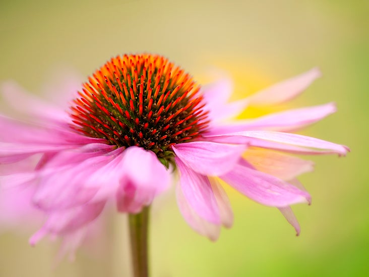 Echinacea Benefits, uses, side effects, and effectiveness