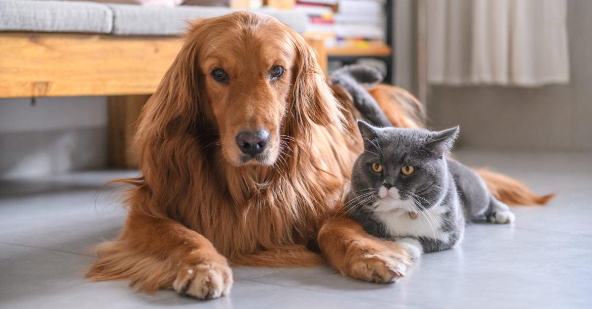 How does the new coronavirus affect our pets?