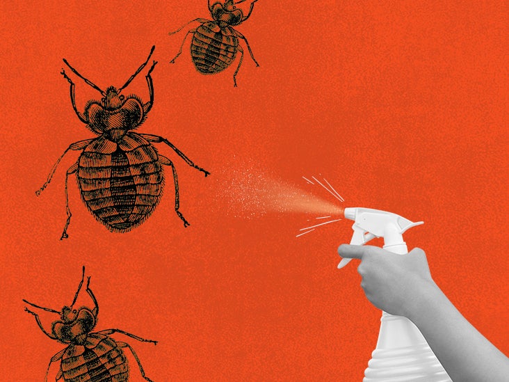 bed bug spray that works